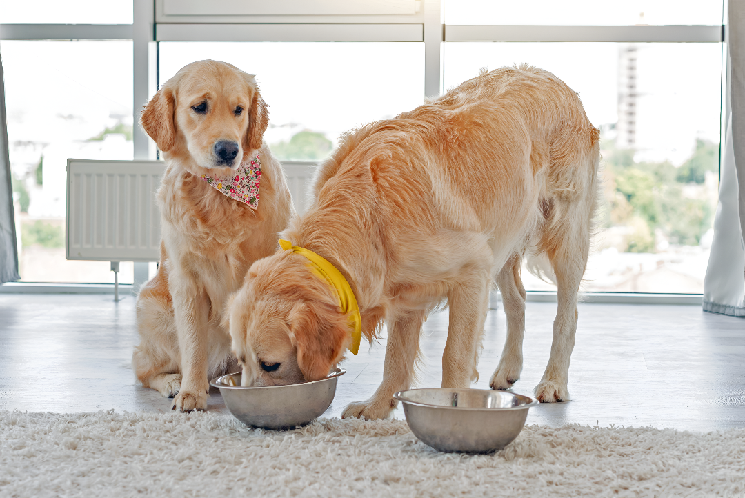 Feeding Your Pet the Right Way